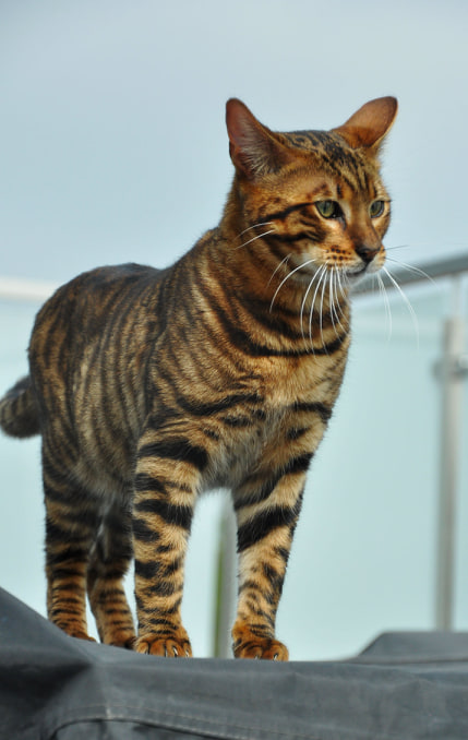 La Chatterie So Cats Toyger Toyger Belgique